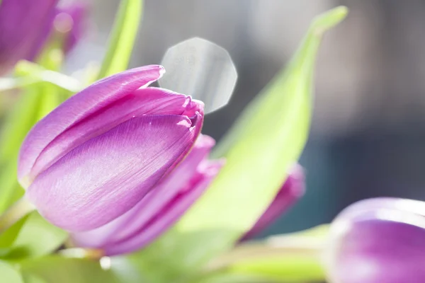 Mooie paarse tulpen — Stockfoto