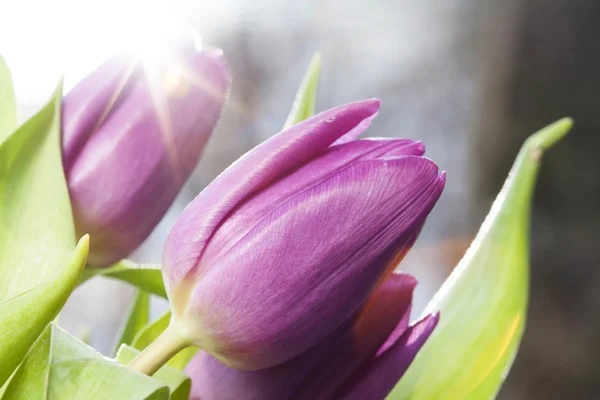 Krásné fialové tulipány — Stock fotografie