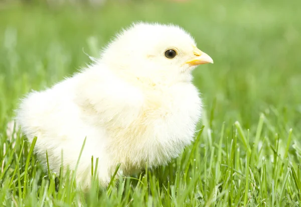 Poulet mignon sur herbe verte — Photo