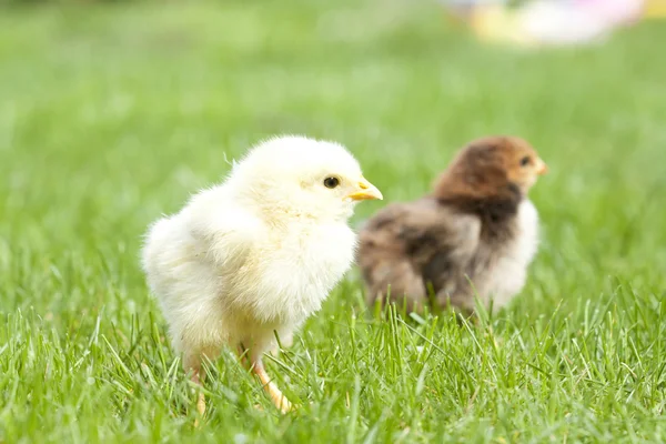 Poulet mignon sur herbe verte — Photo