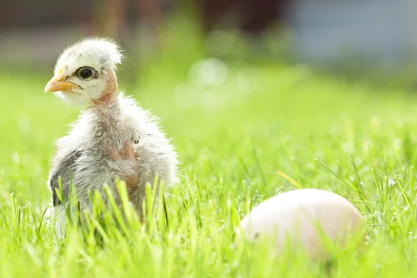 Lindo pollo — Foto de Stock