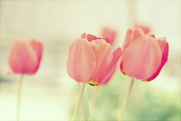 Des tulipes rouges dans le jardin — Photo