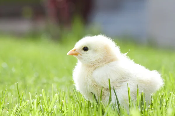 Poulet mignon sur herbe verte — Photo