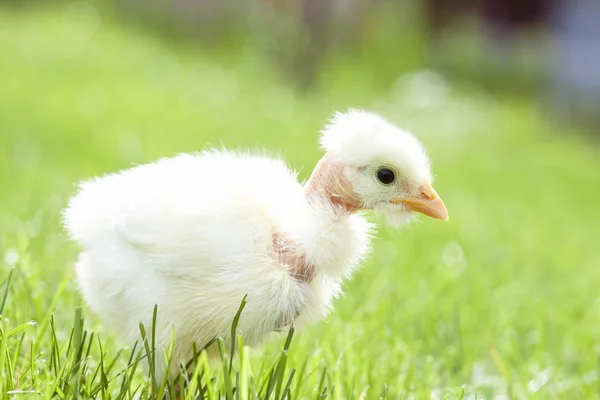 Carino pollo su erba verde — Foto Stock