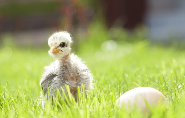 Poulet mignon sur l'herbe verte — Photo