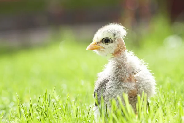 Милая курица на зеленой траве — стоковое фото