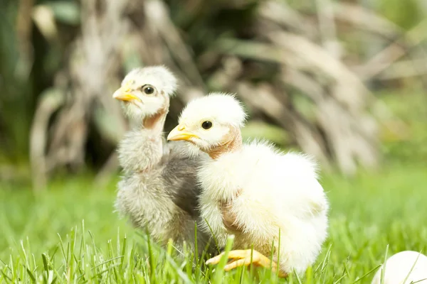 Söt kyckling på thegreen gräs — Stockfoto