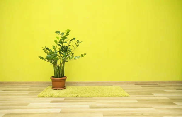 Yeşil odada bitki — Stok fotoğraf