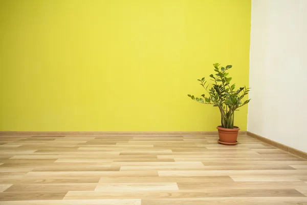 Plantera i gröna rummet — Stockfoto