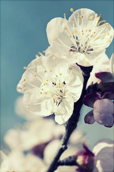 White spring blossom — Stock Photo, Image