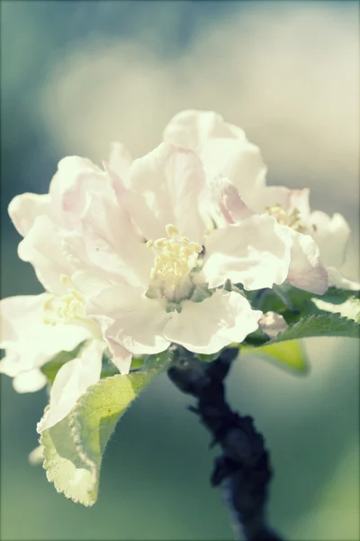 白色春天开花 — 图库照片