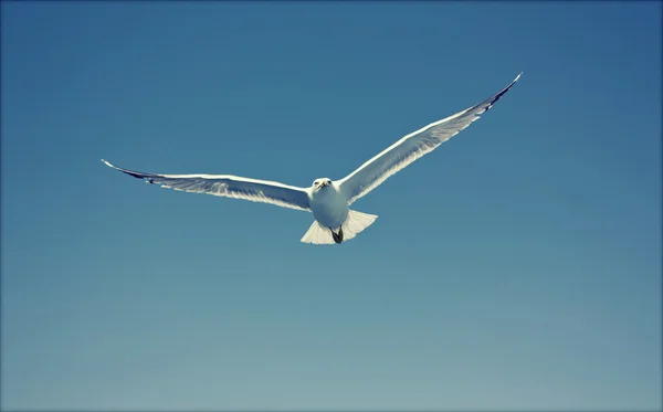Foto da gaivota voadora — Fotografia de Stock