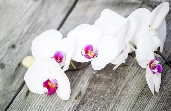 Фото белой орхидеи — стоковое фото
