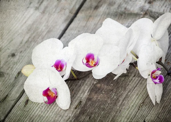 Fotografie z bílých orchidejí — Stock fotografie