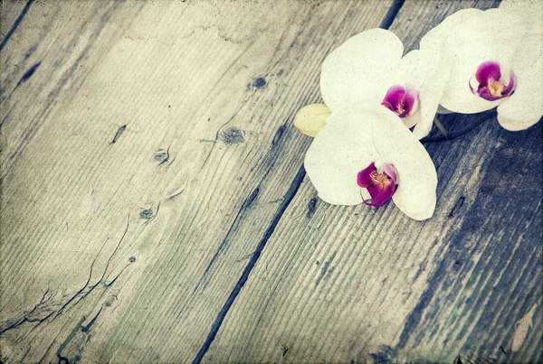 Photo de l'orchidée blanche — Photo