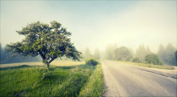 Route rurale dans le brouillard matinal — Photo