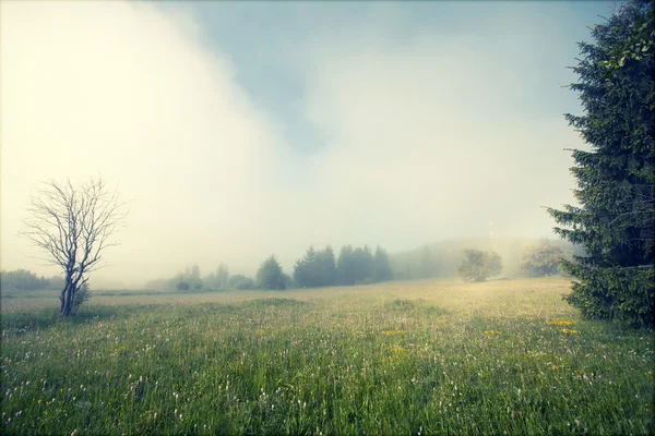 Foggy mattina d'estate in montagna — Foto Stock