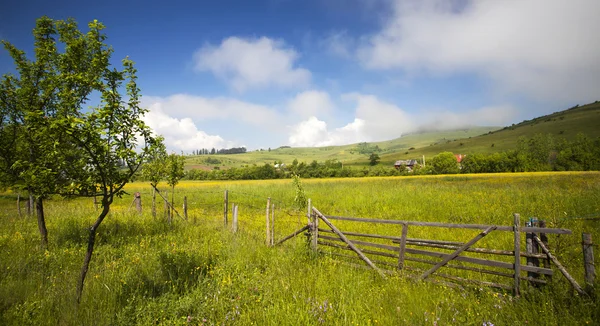 Summer meadow and deep blue sky — Stock Photo, Image