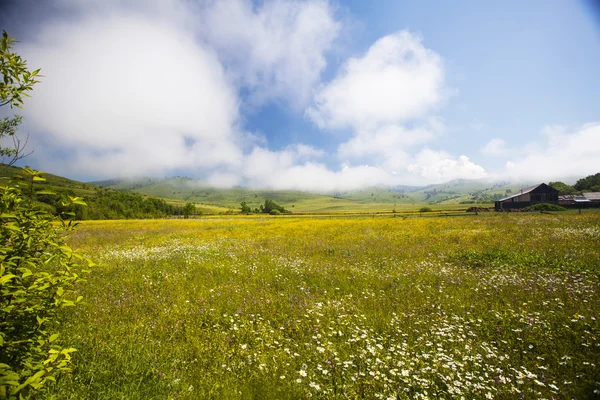 Prato estivo e cielo blu intenso — Foto Stock