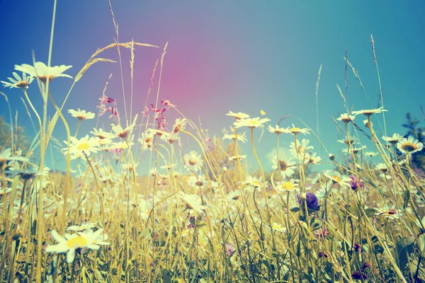 Schöne weiße Gänseblümchen und blauer Himmel — Stockfoto