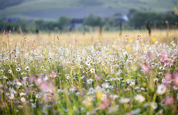 Lato łąka pełna stokrotki po deszczu — Zdjęcie stockowe