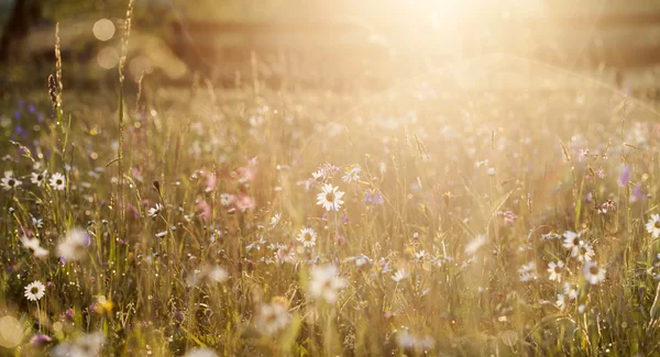 Sommaräng full med prästkragar efter regn — Stockfoto