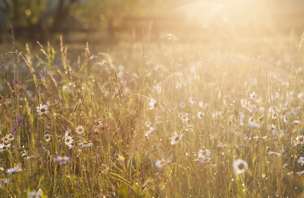 Prairie d'été pleine de marguerites après la pluie — Photo