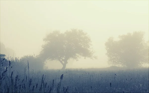 Bomen in zomer mistige ochtend veld — Stockfoto
