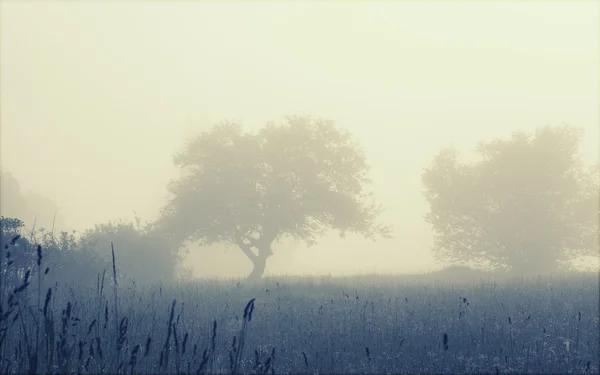 Arbres dans le champ brumeux du matin d'été — Photo