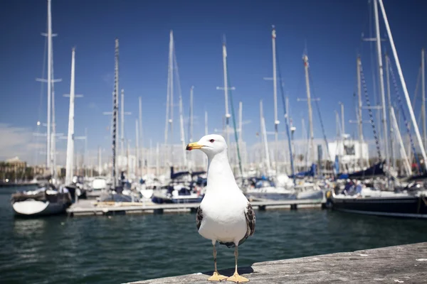 Möwen aus nächster Nähe — Stockfoto