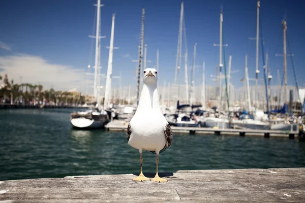 Close up on seagulls — Stok fotoğraf