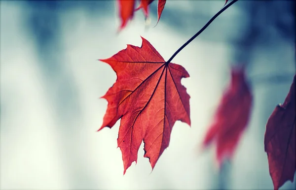 Feuille d'automne rouge — Photo