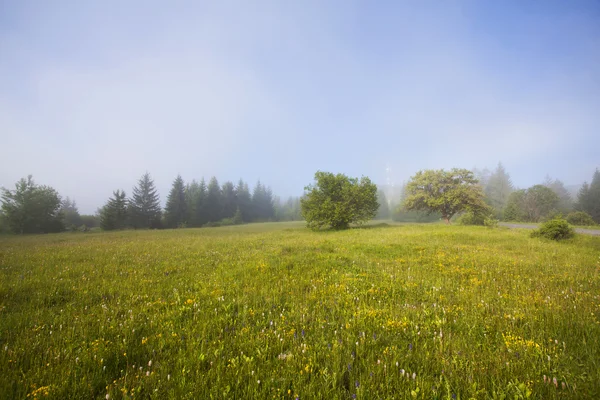 Campo estivo nella nebbia mattutina — Foto Stock