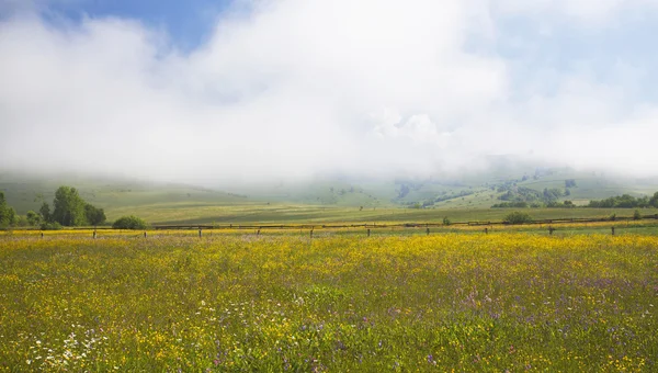 Lato łąka z dzikich kwiatów — Zdjęcie stockowe
