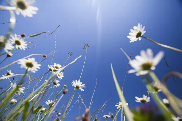 Schöne weiße Gänseblümchen und blauer Himmel — Stockfoto