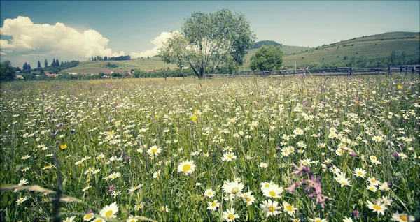 Prato estivo con fiori selvatici — Foto Stock