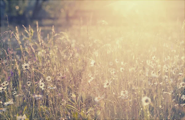 Sommerwiese mit Gänseblümchen nach Regen — Stockfoto