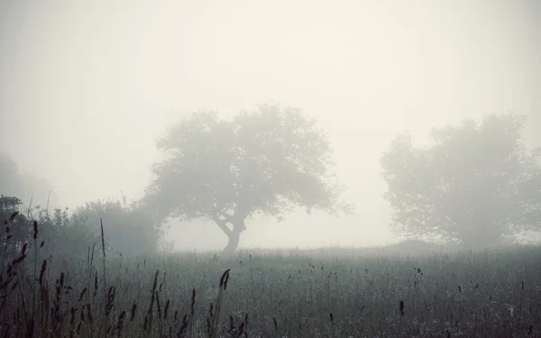 Árboles en el campo de niebla —  Fotos de Stock