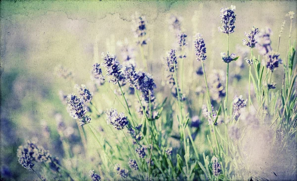 Lavender plantation blooming in the field — Stock Photo, Image