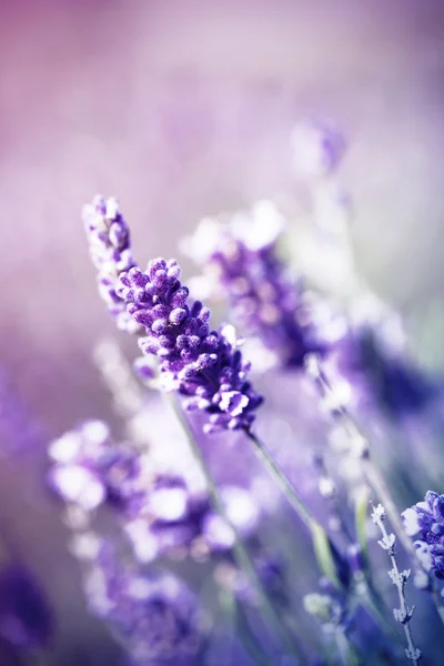 Lavendel plantation blommar i fältet — Stockfoto