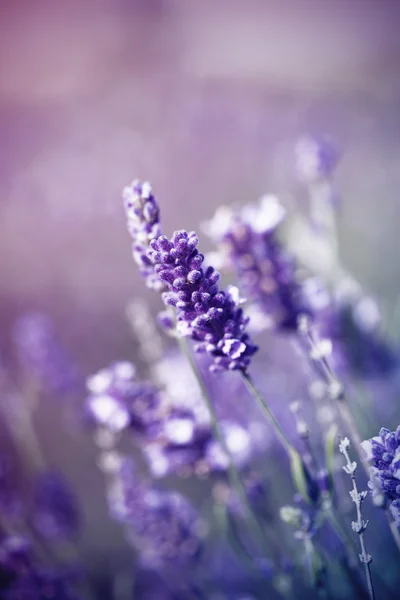 Lavendel plantation blommar i fältet — Stockfoto
