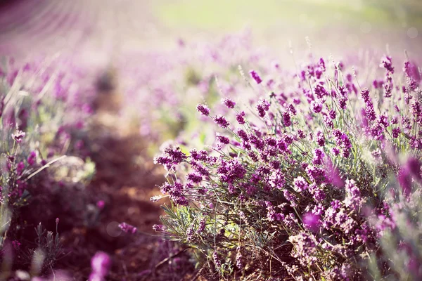 Lavender in the field — Stock Photo, Image