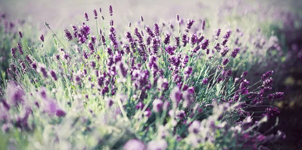 Lavendel på fältet — Stockfoto