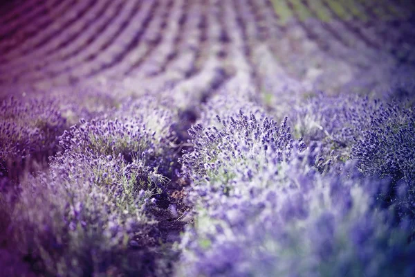 Lavanda no campo — Fotografia de Stock