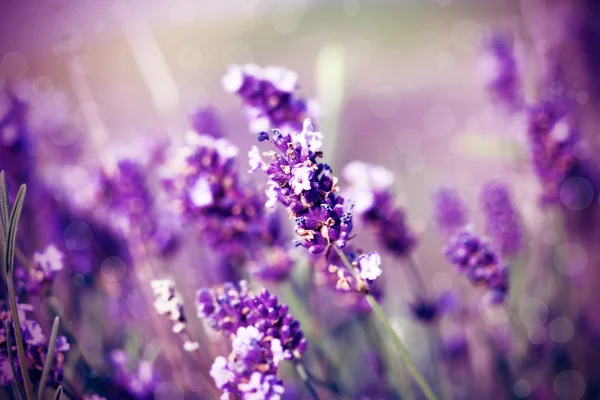 Lavendel på fältet — Stockfoto