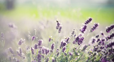 Lavanta çiçeği alanındaki