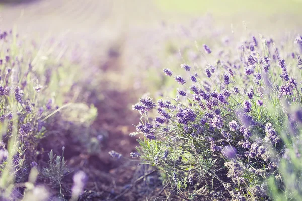 Campo de lavanda en verano —  Fotos de Stock