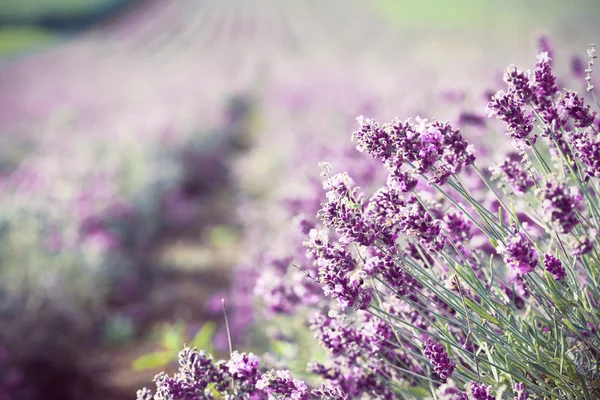 Campo di lavanda in estate — Foto Stock