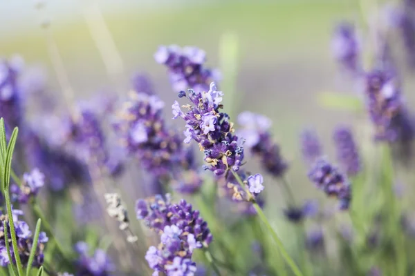 Campo de lavanda en verano — Foto de Stock