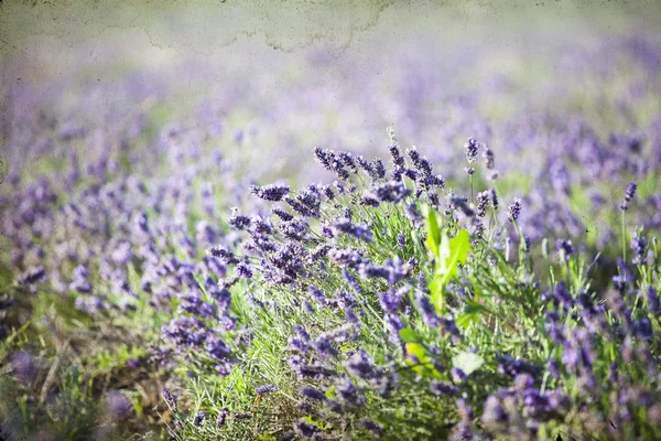 Lavender blossom in field — Stock Photo, Image